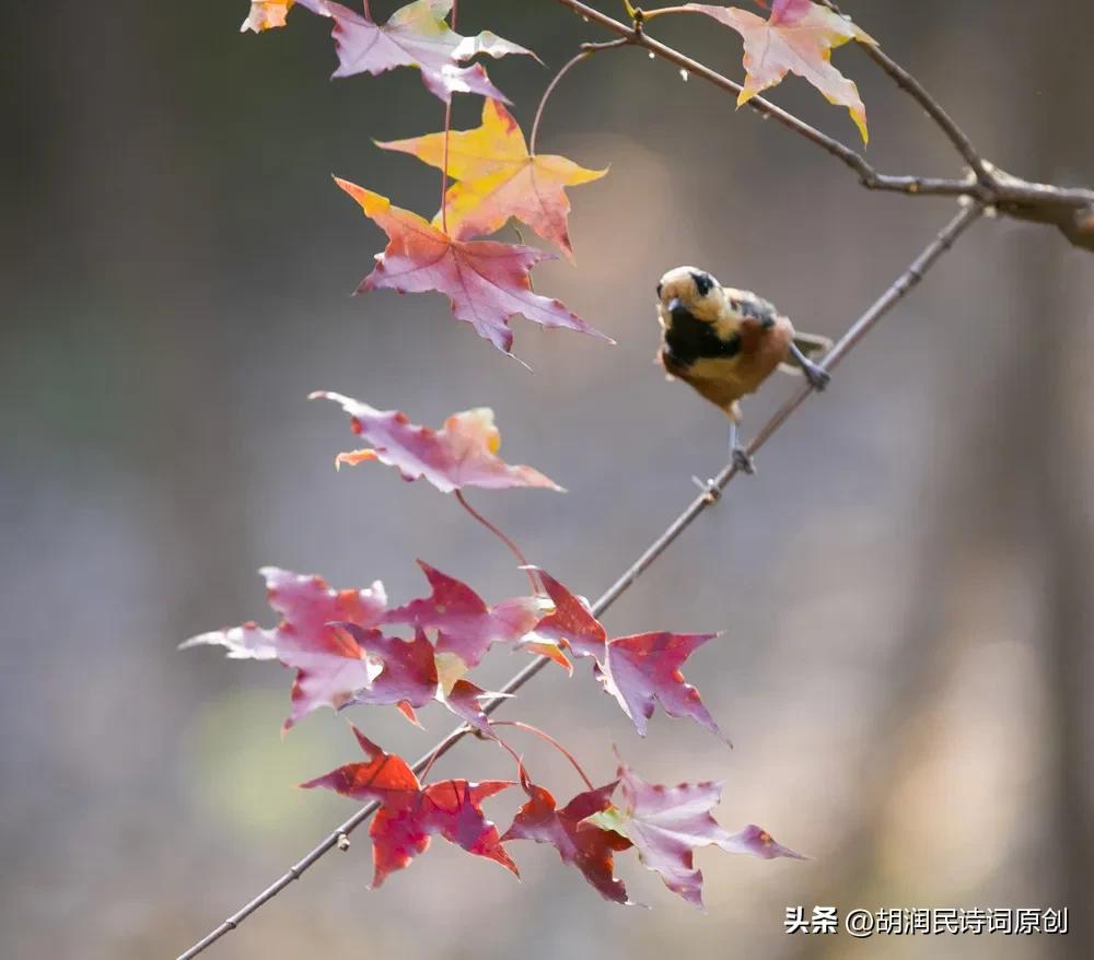 七绝鸟语,七绝飞鸟的诗词