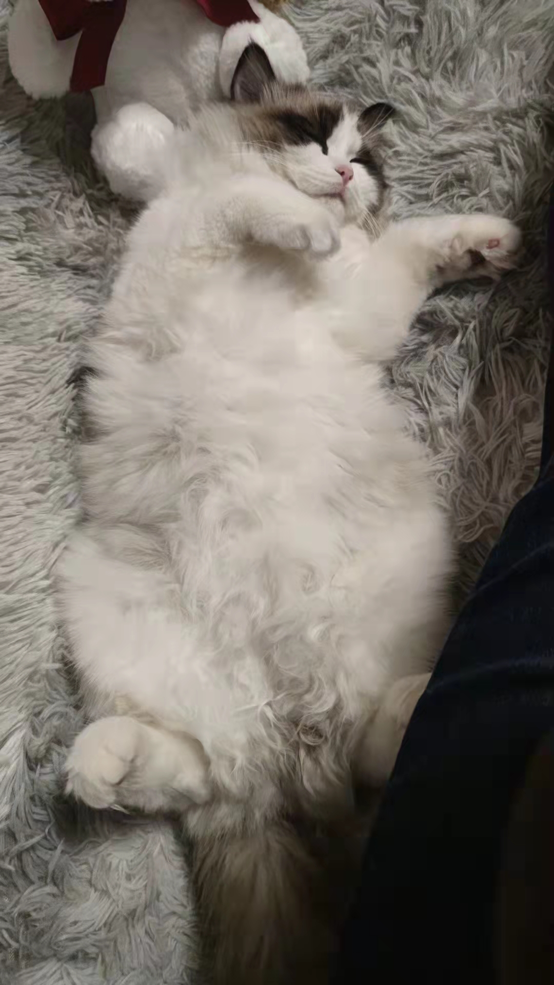 如何动用流浪猫找猫,猫咪救助找猫