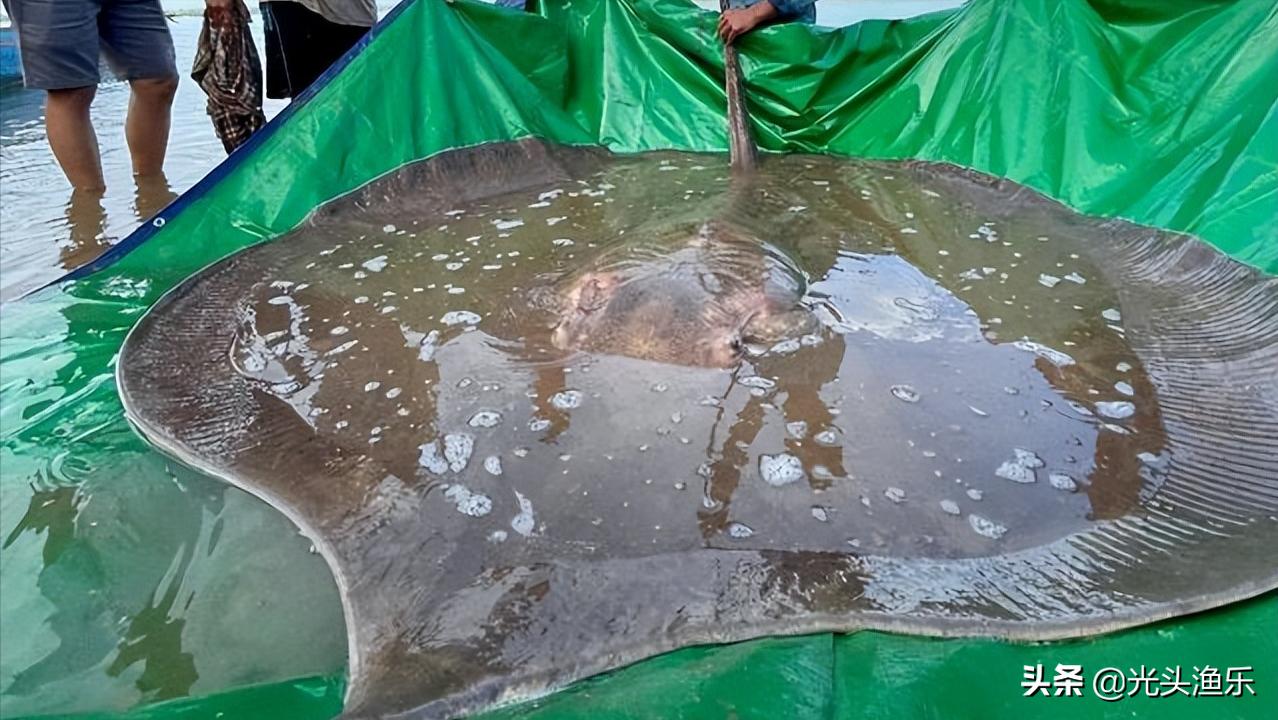 4千斤野生黄鱼被捕捞,巨型鳐鱼被抓到