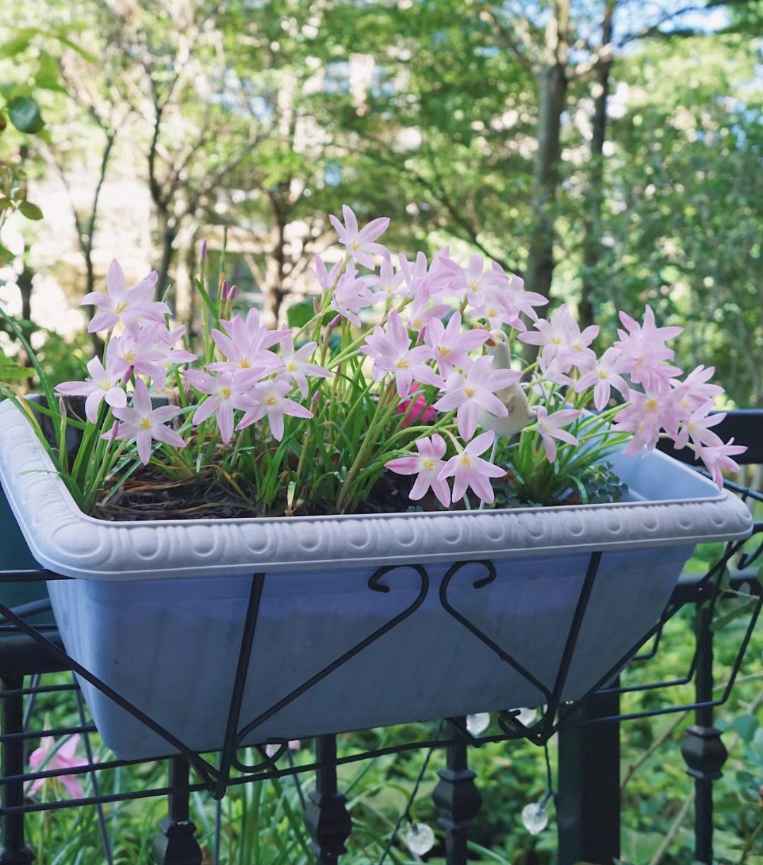 浪漫且美丽好养的花,初恋适合养的花