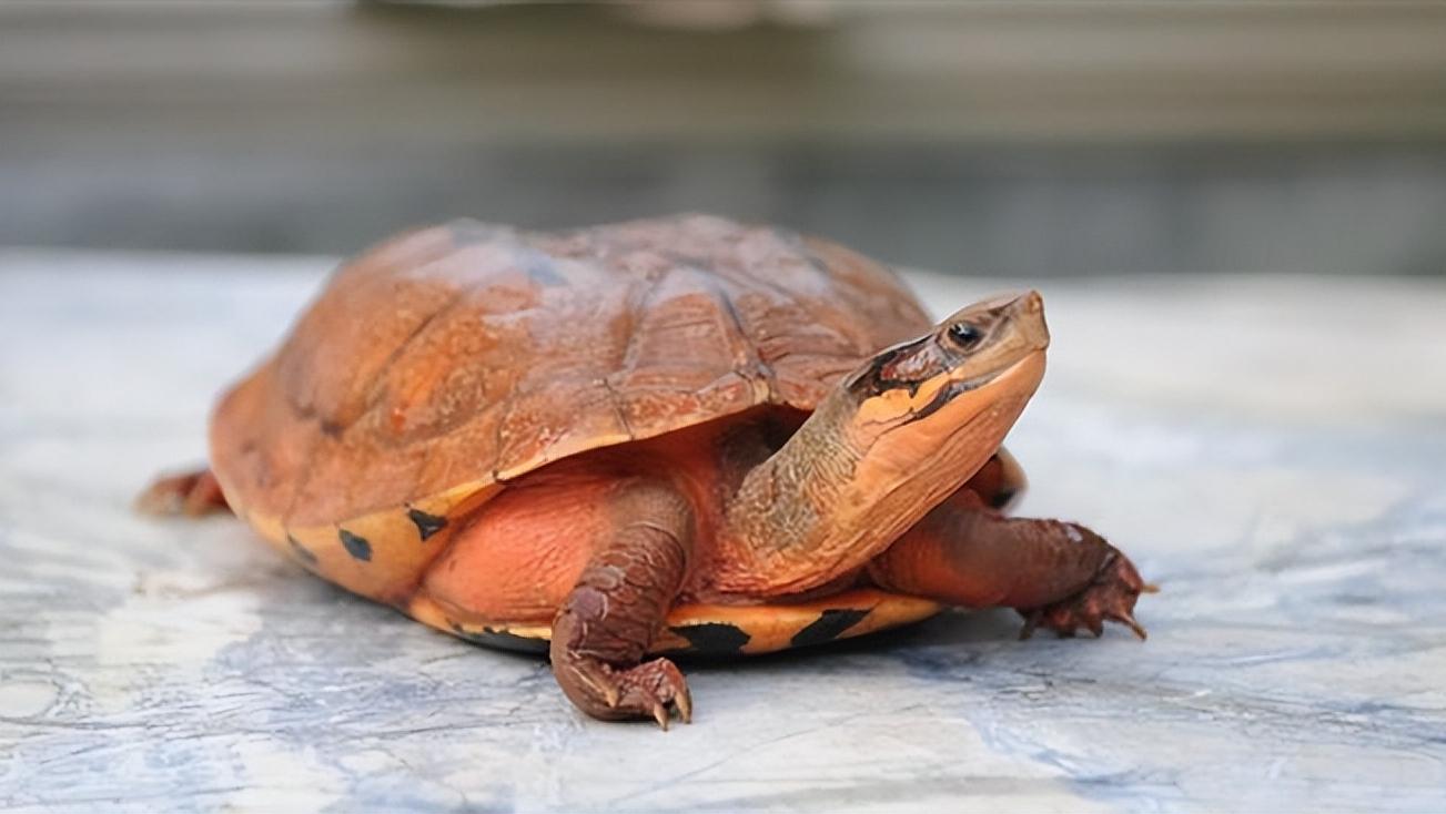 金钱龟的生物学特性及人工繁殖,野生金钱龟的生活习性