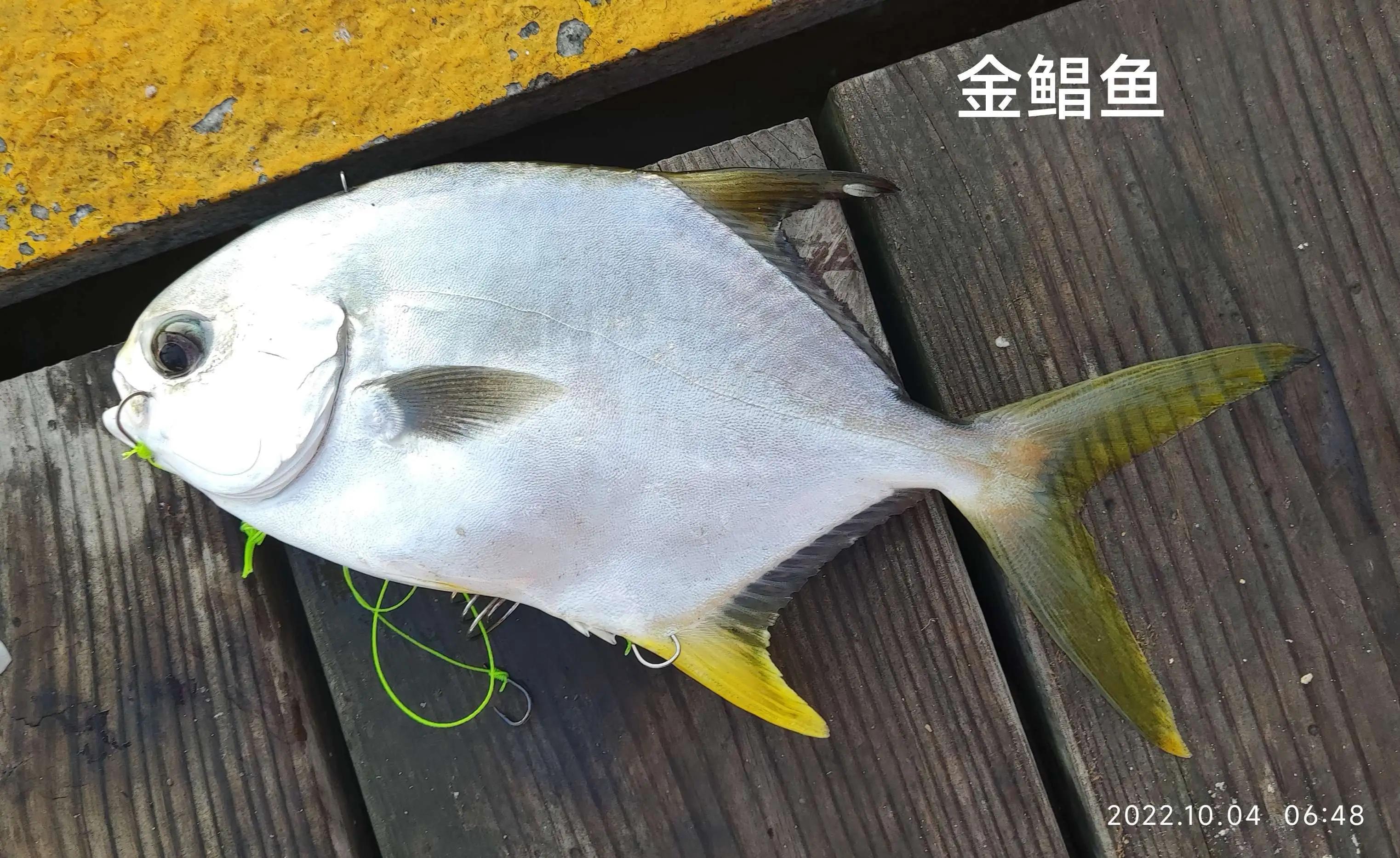 20种常见海鱼,十大常见野生海鱼