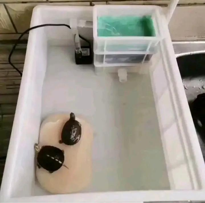 宠物水龟怎么养活得快些,新手养半水龟怎么养