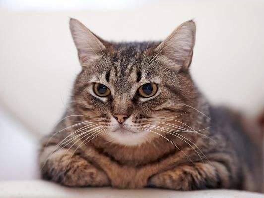 哪种猫不臭比较好养,盘点猫界很香的几种猫