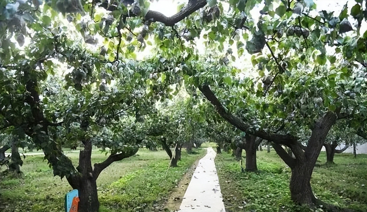 休闲农业和乡村旅游线路图,休闲农业旅游线路推荐