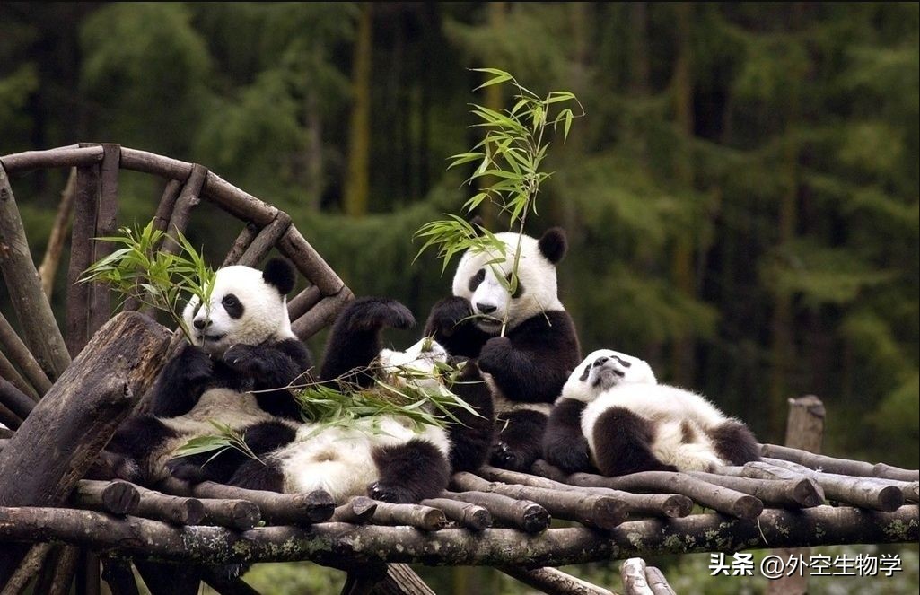 野生小熊猫的生活视频,大熊猫竹林真实图片