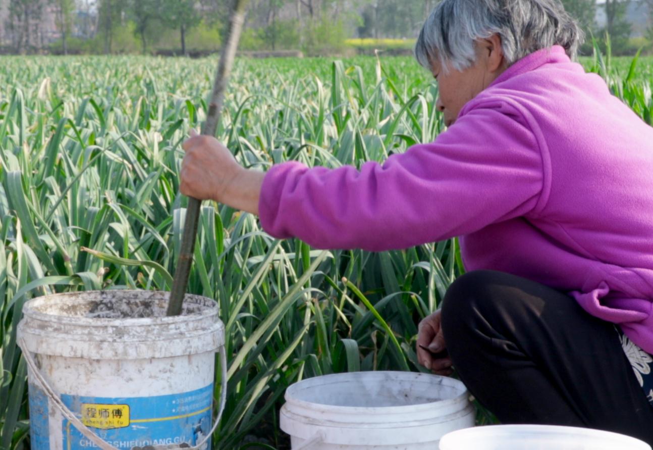 大蒜长势不好怎么回事,大蒜长不好要怎么办
