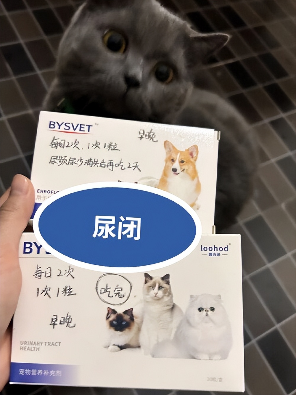 猫咪一直蹲着尿不出来怎么办,猫咪拉不出尿怎么办快速解决
