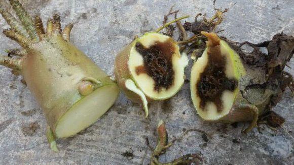 被水浇死的盆栽,容易浇死的植物