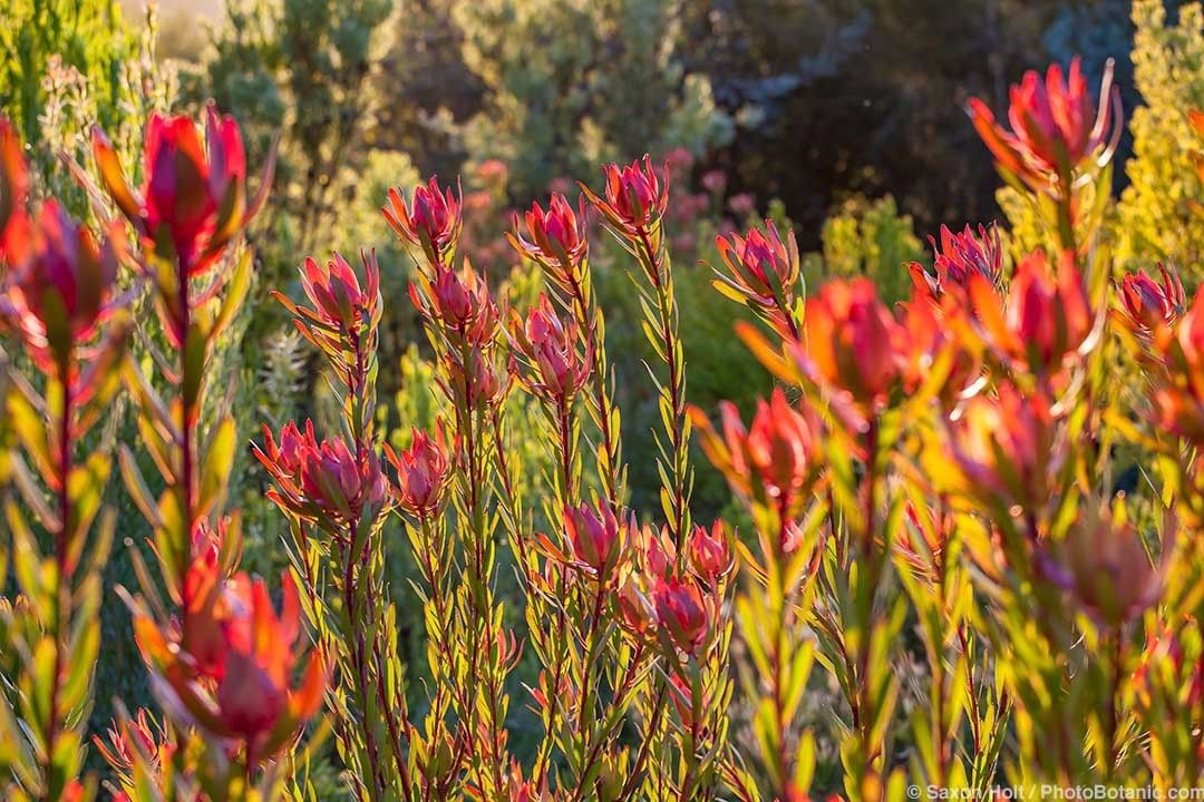 花艺教程花材打理知识,花艺教程常用花材及叶材有哪些