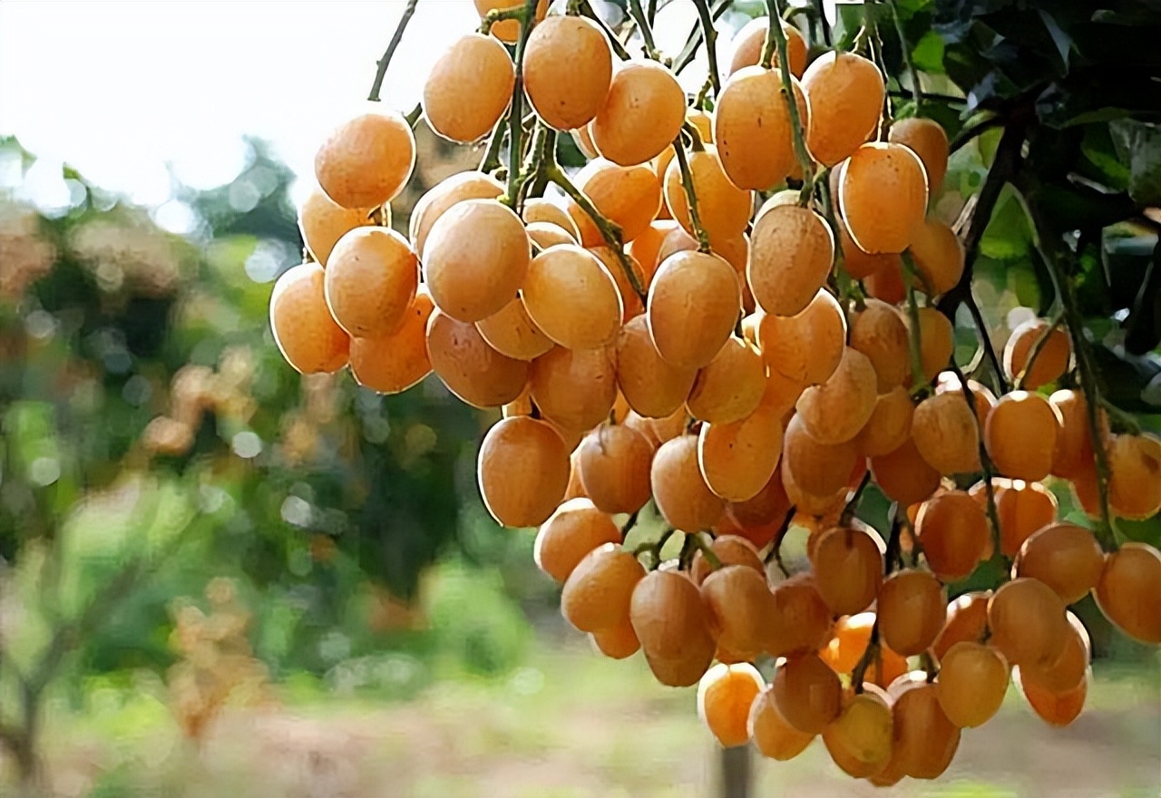 黄皮果树种两年不结果,黄皮苗没嫁接能结果吗