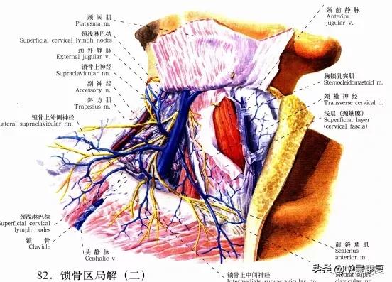 副神经的解剖功能,副神经解剖