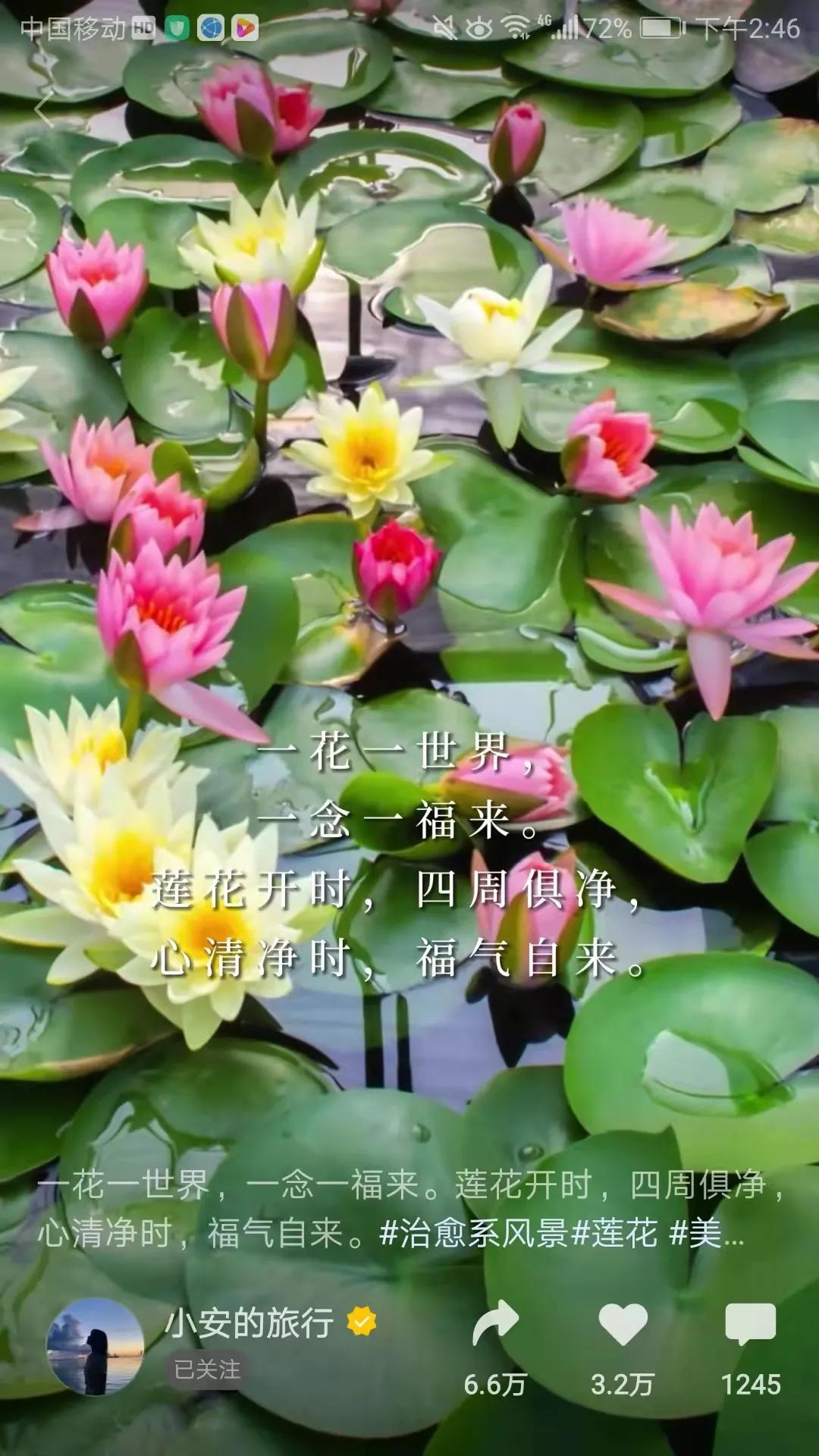 爱莲说朗诵视频,爱莲说是几年级课本里的