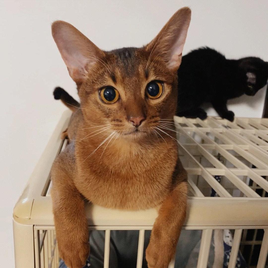 猫最好养哪种猫,养猫首选这5种猫不仅忠诚还好养