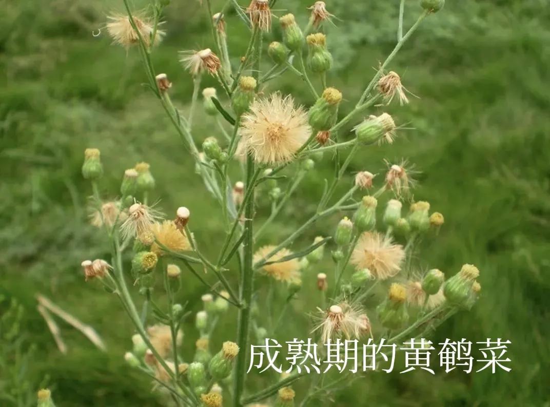 黄鹌菜是不是叫蒲公英,黄鹌菜与蒲公英的图片对比