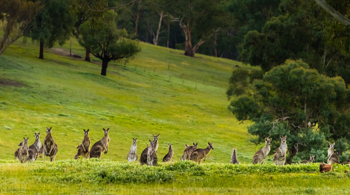 澳洲野兔泛滥成灾到底有多疯狂,澳洲野兔泛滥最严重的地区