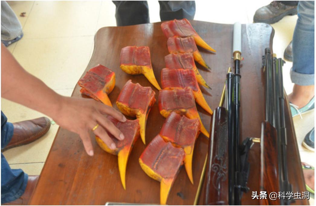 天津一女子买鸟头吊坠被判刑10年,天津女子购买吊坠