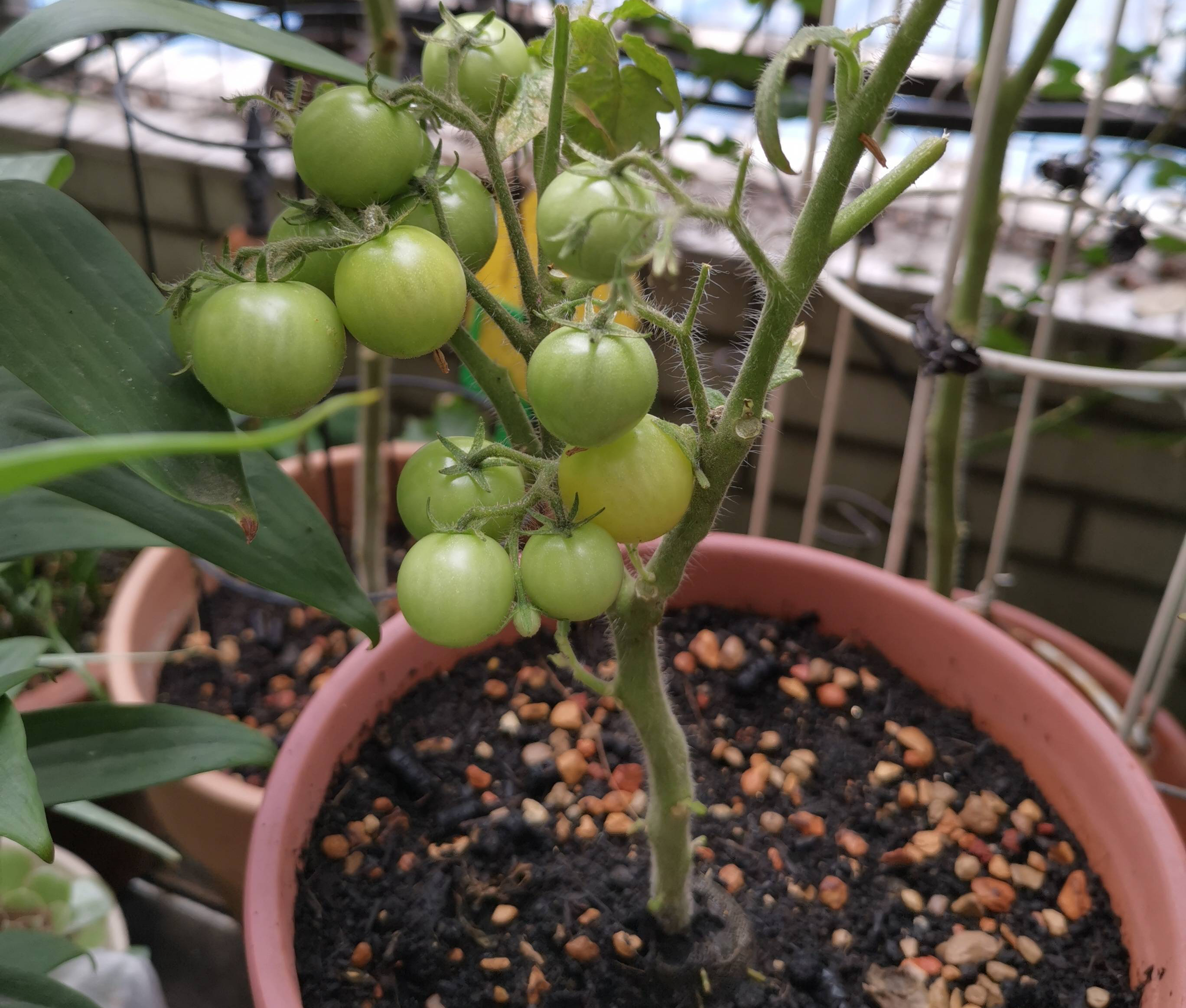 阳台种菜的最佳方法,阳台种菜的方法和技巧大全