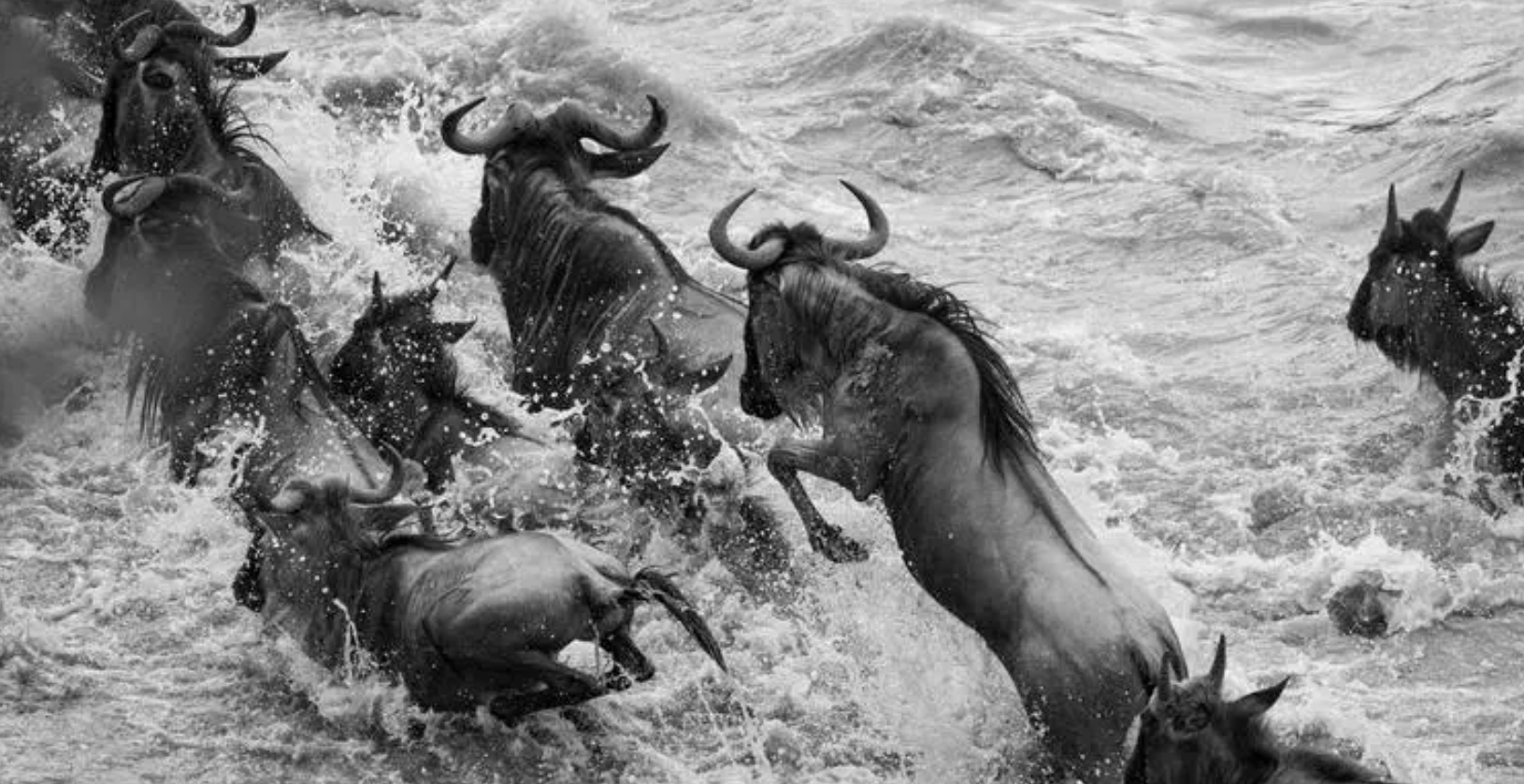 非洲草原上的“粮库”角马，社交与繁殖方式，都十分奇特