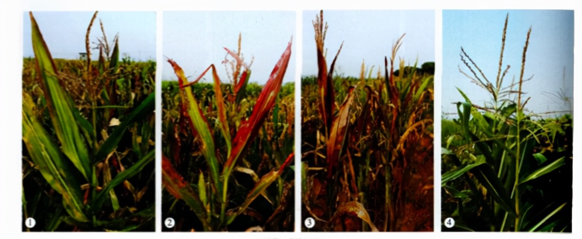 玉米缺钾的防治方法,玉米缺钾肥的主要症状有哪些