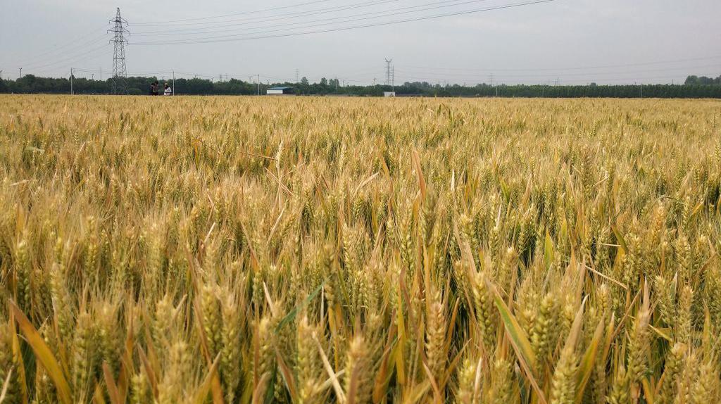 中国地理标志农产品品牌展播,洛阳十大农产品品牌排行榜