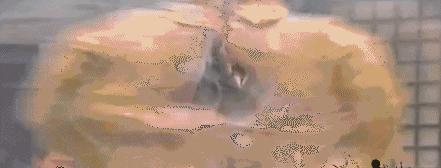 神剧包子变炸弹,抗战神剧包子炸弹