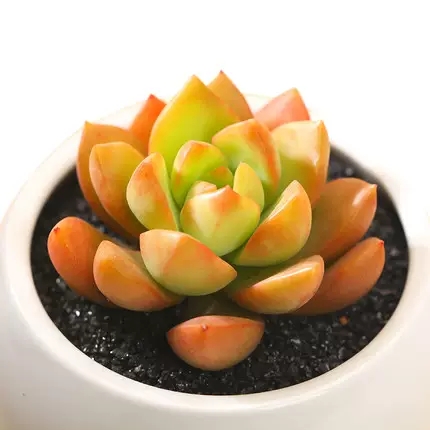 被称为“徒神”的黄丽,很多人都“嫌弃”,为啥容姐喜欢养?