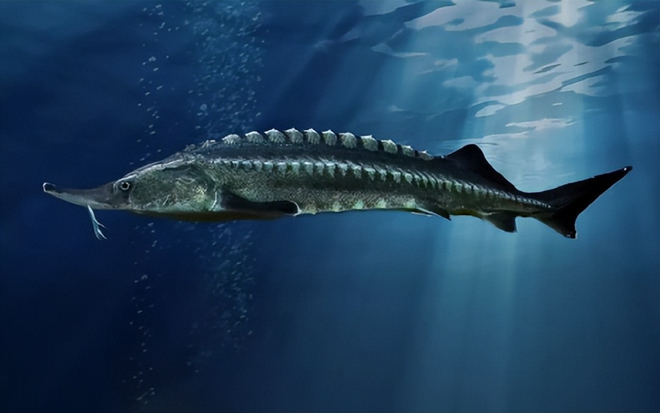 鱼子酱真的成了白菜价吗,鱼子酱怎么白菜价了