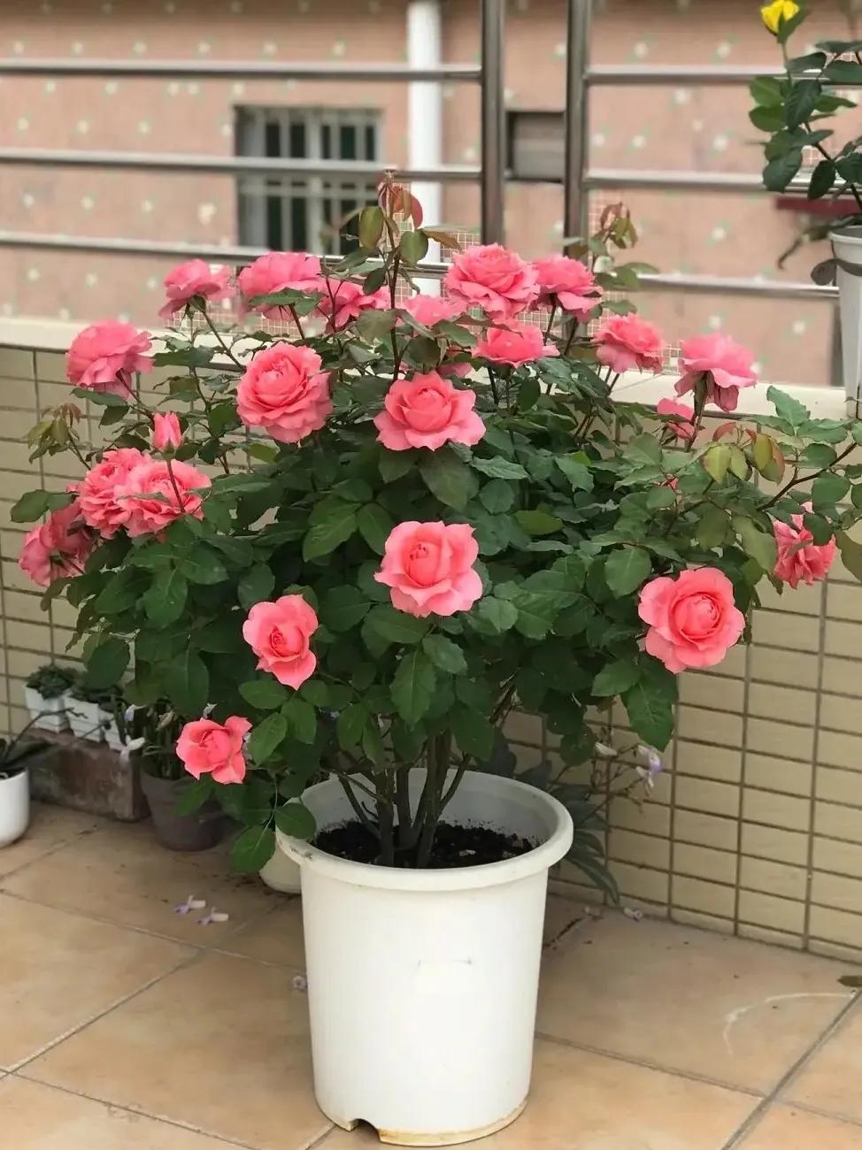 珊瑚果冻月季优缺点,珊瑚果冻月季图片