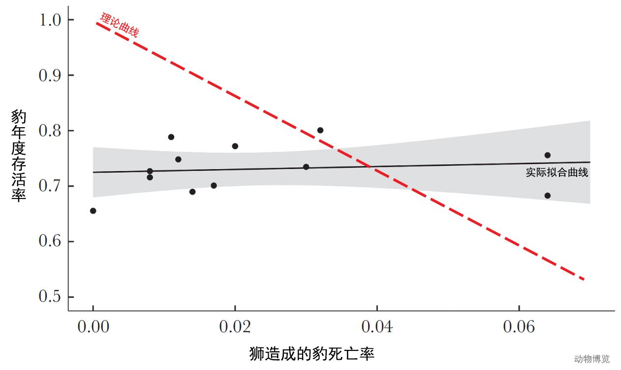 豹子丧命,豹子的悲惨下场视频