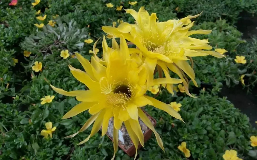 200种·仙人球开花图鉴，大开眼界，美到爆