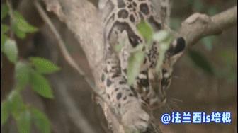 中国最难人工繁育的动物,我国濒危的豹