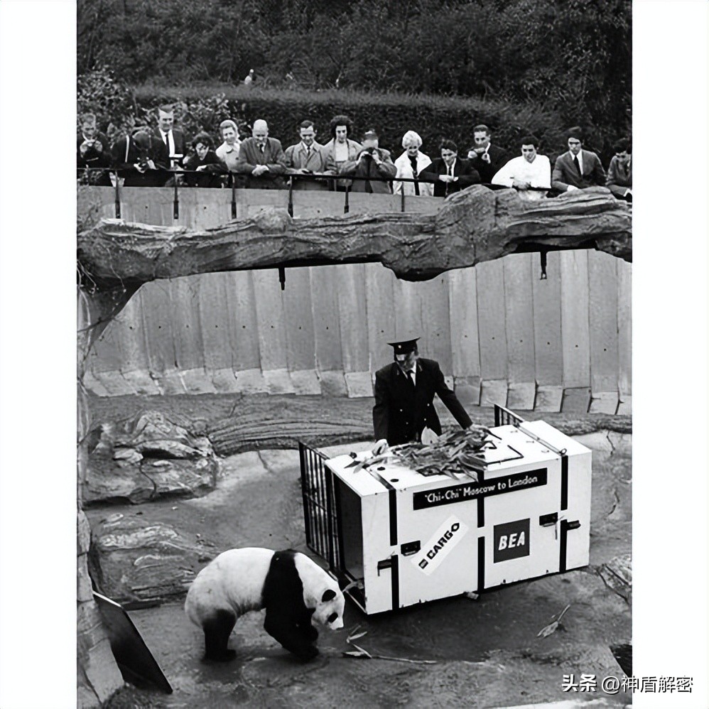 同样都是租借大熊猫,为啥卡塔尔一次就成功,印度求借14次被拒绝