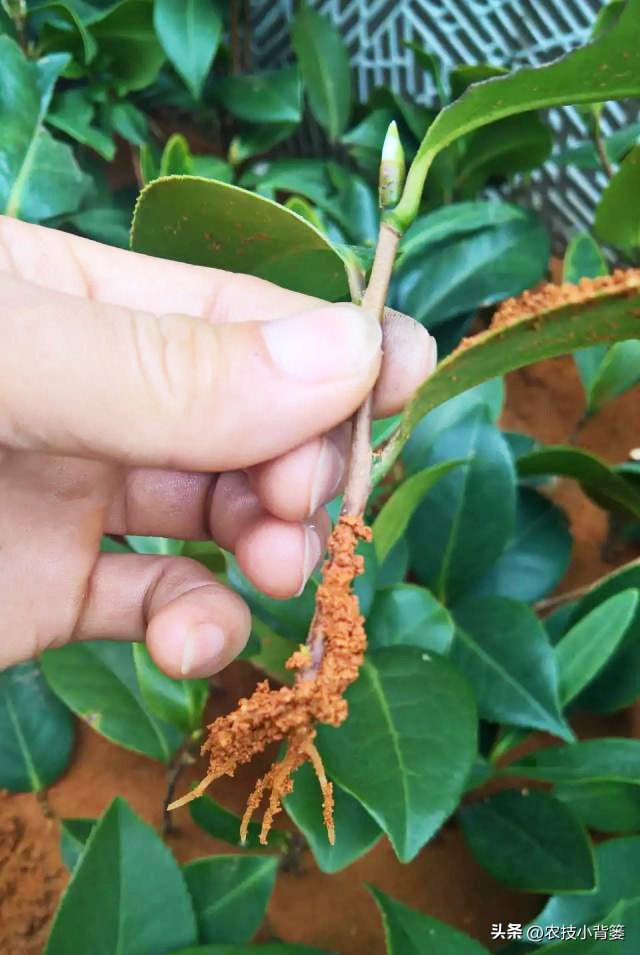 茶花扦插用什么方法成活率高,夏季扦插茶花枝条必须马上扦插吗