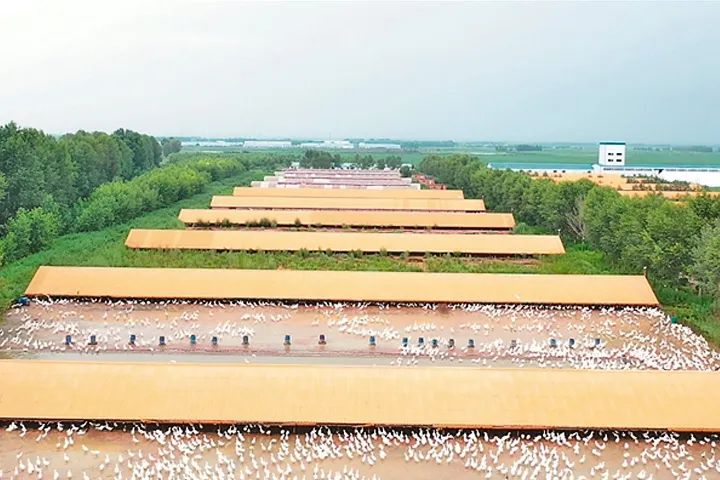 羽丝绒是大化纤维别再“羽绒”和“羽丝绒”傻傻分不清