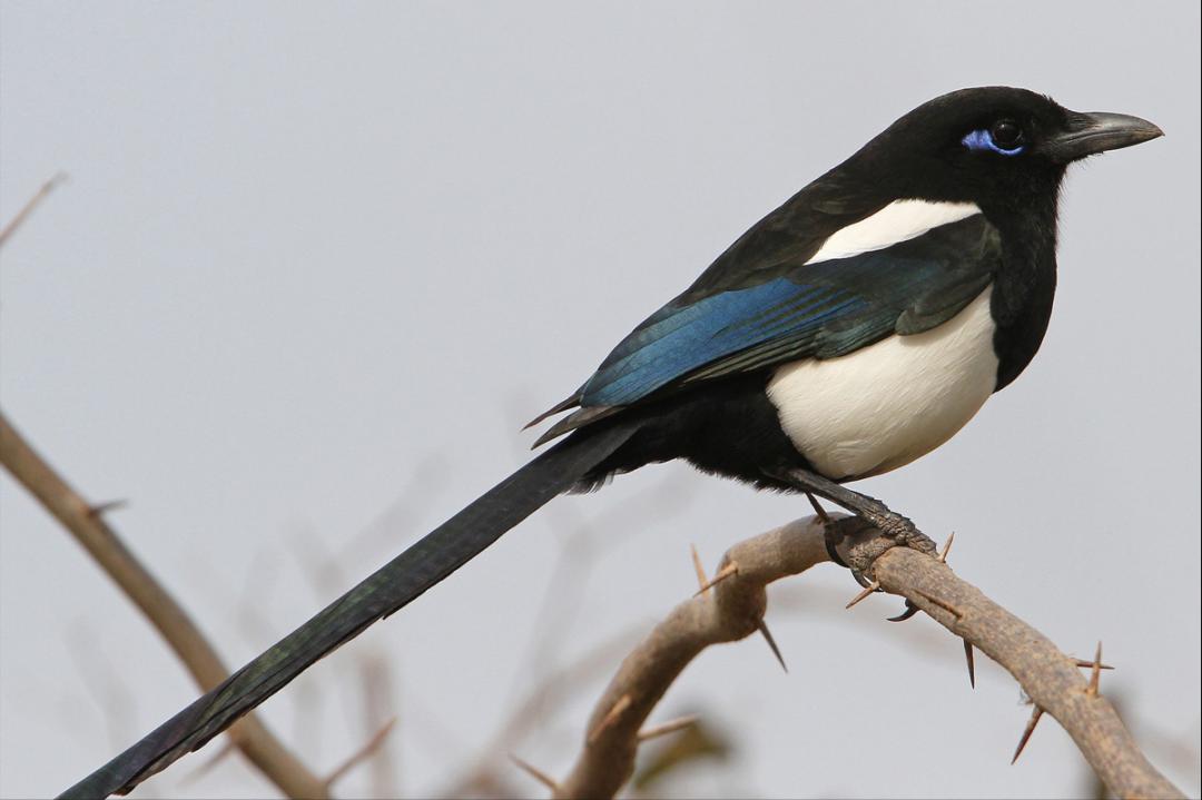 所有鸟图片大全大图,50张最佳鸟类摄影作品