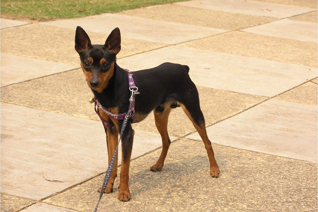 小鹿犬有味怎么办,小鹿犬身上有味道什么原因