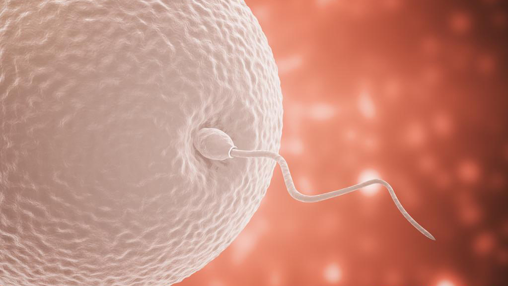 进入女性体内后,结合失败的精子都去哪里了?答案既心疼又好笑