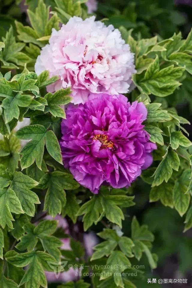 国花牡丹的历史起源,中国国花为啥是牡丹