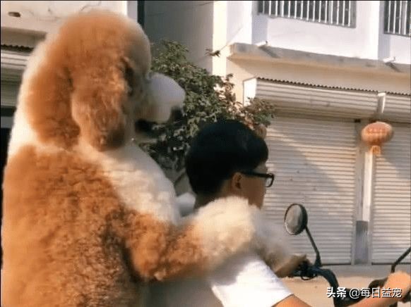 带巨型贵宾犬出门,巨型贵宾犬太调皮