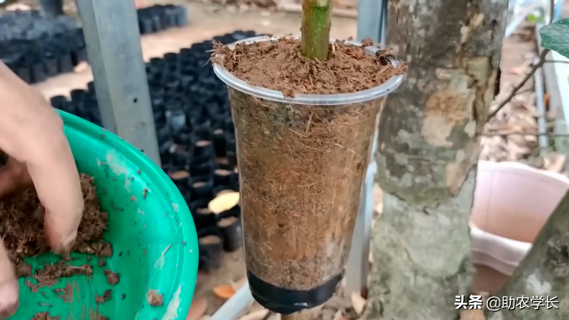 无土栽培菠萝蜜种,菠萝蜜枝条生根种植法