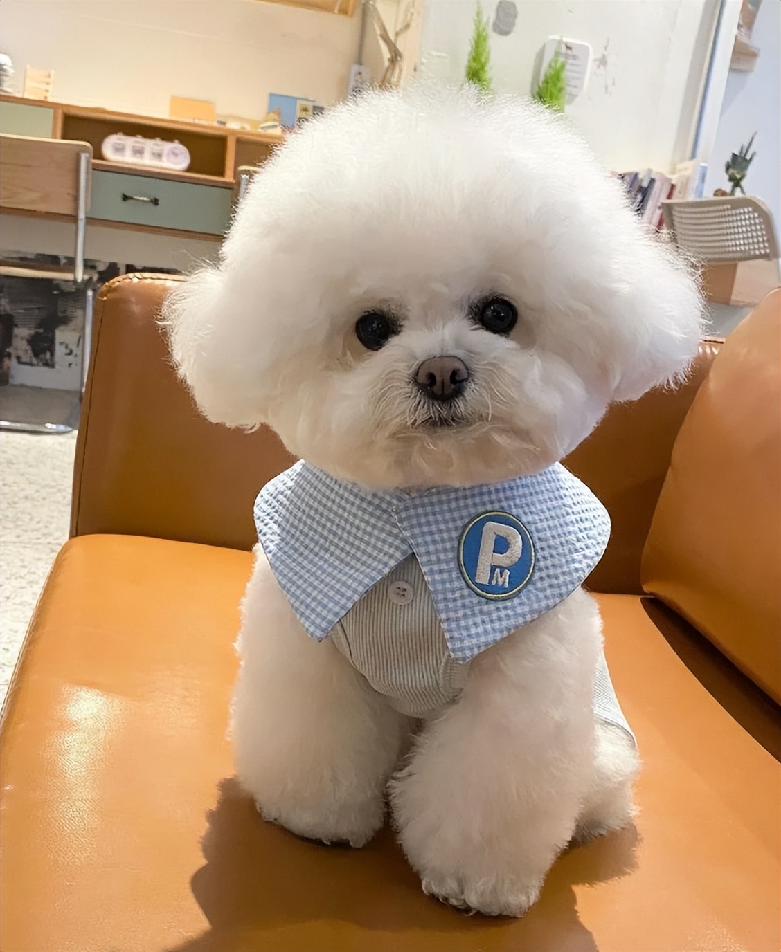 黑白相间的小型犬有什么品种,爱斯基摩犬小型犬品种大全