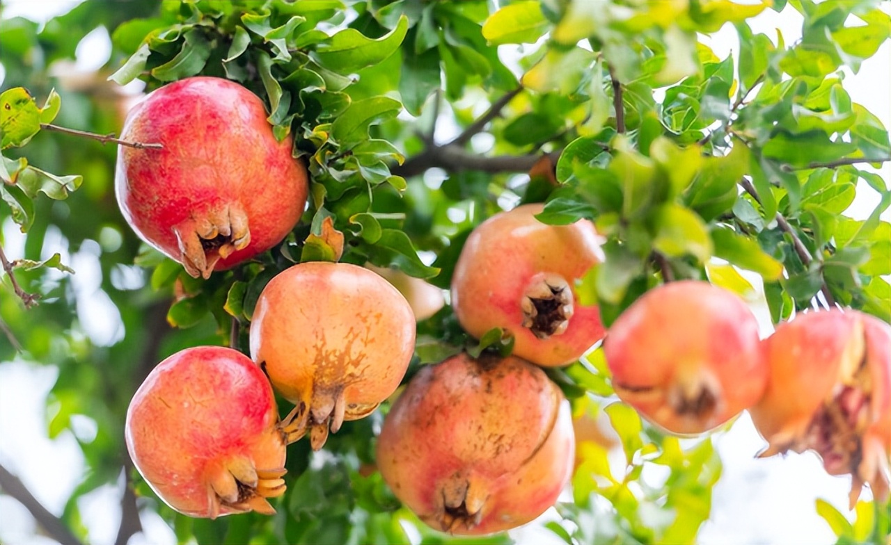 盆栽石榴开花前期管理方法图片,盆栽石榴怎样养护才能开花结果