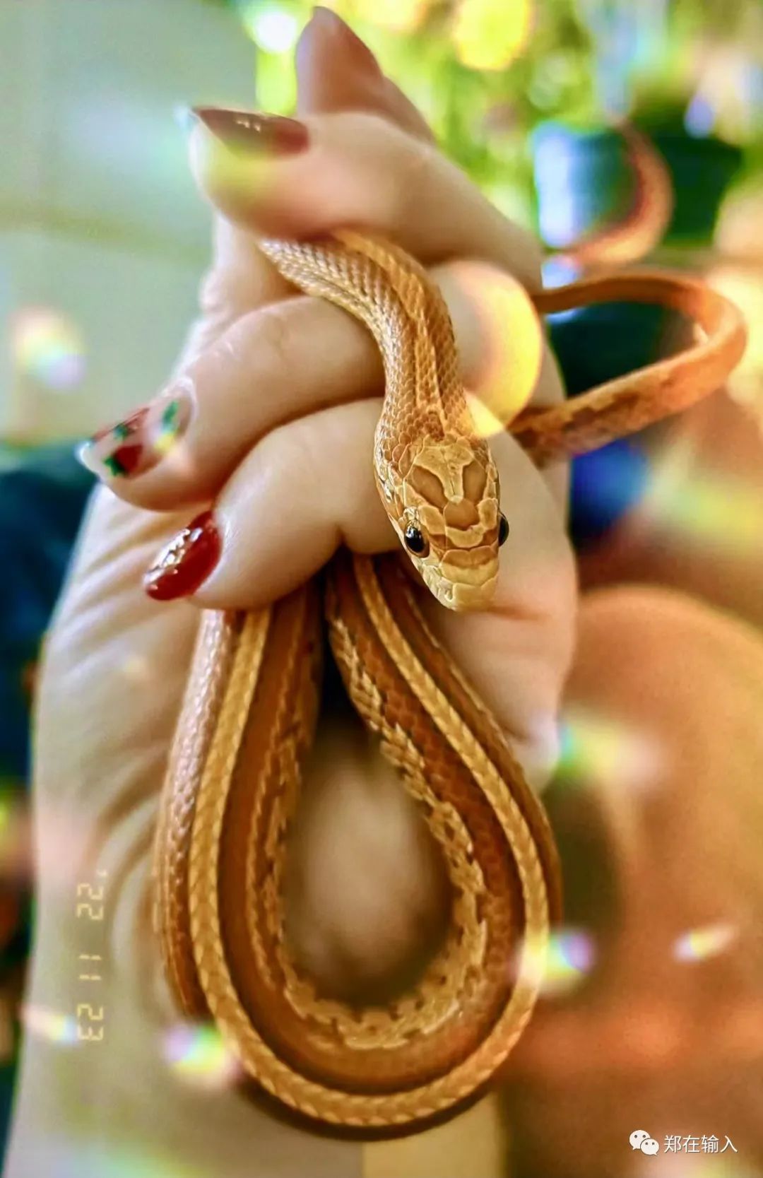 黄河路服装市场里有美人鱼？