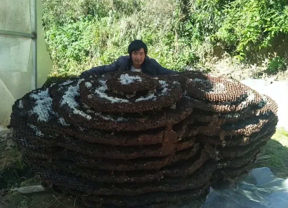 杀人蜂和胡蜂还有大黄蜂谁厉害,杀人蜂厉害还是胡蜂厉害