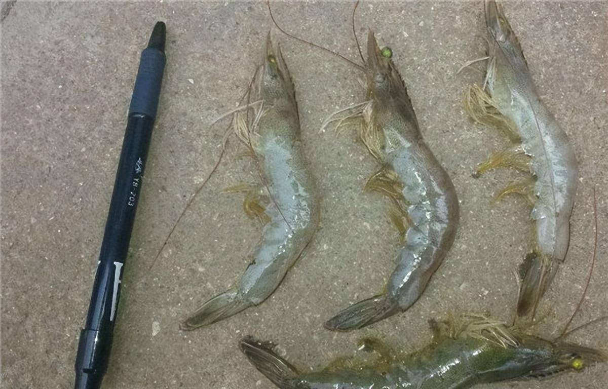 南美白虾厄瓜多尔虾为什么便宜,南美白虾和厄瓜多尔白虾产地