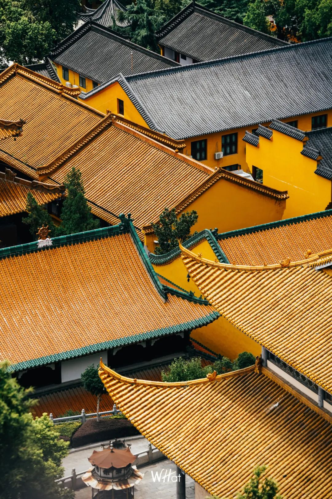 宝通寺后山流浪猫,猫可以治好人的精神内耗吗