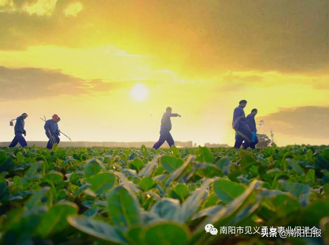 爱心药业,仲景宛西制药公司地址