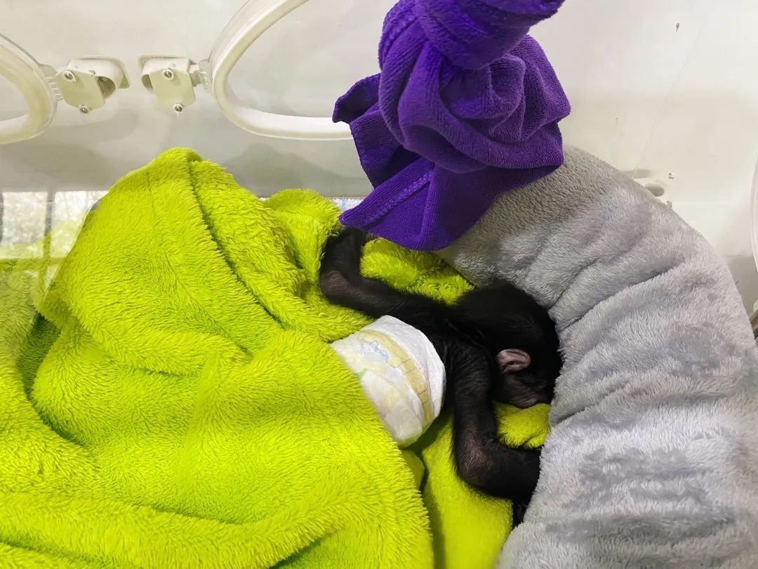 红山动物园亏损3千万网友很着急,近两年疫情原因导致亏损如何翻身