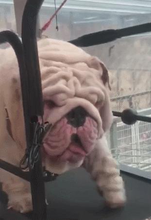 狗狗手术后三种食物不能吃,狗狗绝对不能吃的禁忌水果